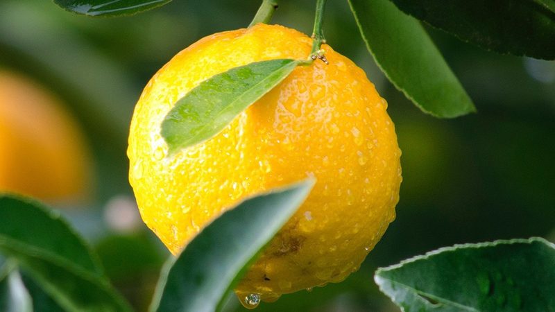生物制品质量控制：揭秘行业标准背后的关键参数**
